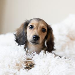 Madonna is 5000dollars - Cream female Dachshund puppy in Crystal, Michigan from Mare-bella Dachshunds