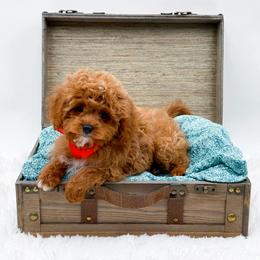 Alvin - Red male Cavapoo puppy in Statesville, North Carolina from Doodle Babies