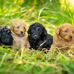 Poodle Puppies from Northwest pets Poodles