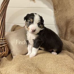 Girl 2 - Miniature American Shepherd puppy in Eclectic, Alabama from Solid Rock Miniature American Shepherds