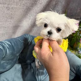 Berna super tiny - White female Maltese puppy in California from Yorkie & Maltese Royalty