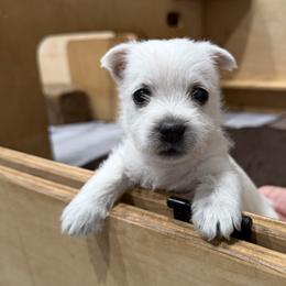 Orange Girl - White female West Highland White Terrier puppy in Idabel, Oklahoma from Ravens Nest Westies