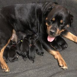 Boy 4 - Black and mahogany Rottweiler puppy in Nashville, Indiana from The Solid Rock Kennel