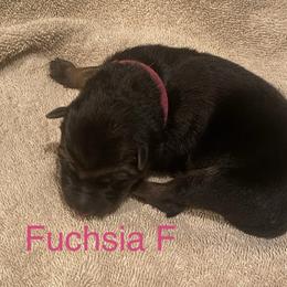Fuchsia collar girl - Black and red female German Shepherd puppy in Coleta, Illinois from Four Leaf Farm- Vom Vierblättriges Bauernhof