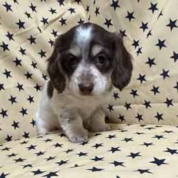 May - Chocolate and cream female Dachshund puppy in Somerset, Pennsylvania from Rae’s Dapper Dachshunds