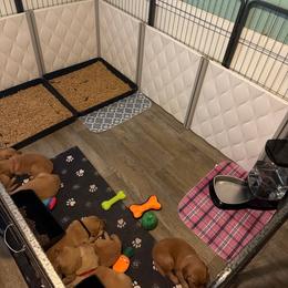 3rd pick male - Golden male Golden Retriever puppy in Trenton, Florida from Brilliant Golden Furry Tails
