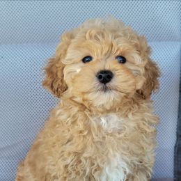 Larry - Gold male Shihpoo puppy in Limestone, Tennessee from Pilot Hill Teddy Bear Puppies