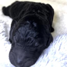 Donner - Black male Bernedoodle puppy in Greenville, South Carolina from Halo BerneDo
