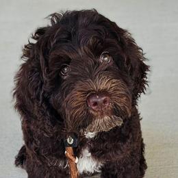 Frankie - Chocolate male Australian Labradoodle puppy in Glenford, Ohio from Mi-De Doodles