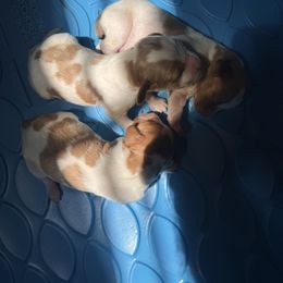 Billy - Orange and white male Brittany puppy in Elko, Georgia from HillTop Brittany Kennel