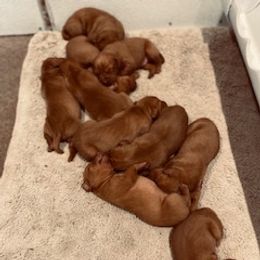Vizsla Puppies from Mill Pond Farm Vizslas