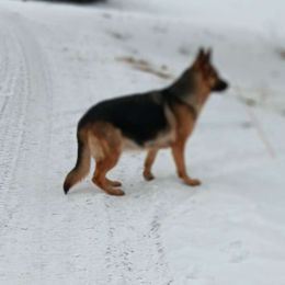 Etta - German Shepherd