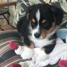 Hickory Springs Rory - Black and tan Pembroke Welsh Corgi puppy in Lima, New York from Hickory Springs Corgis