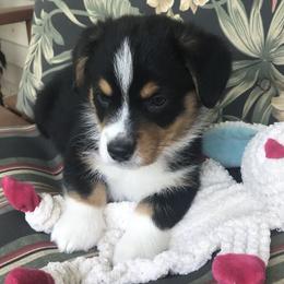 Hickory Springs Rory - Black and tan Pembroke Welsh Corgi puppy in Lima, New York from Hickory Springs Corgis