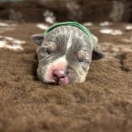 Viserys - Blue tri-color male American Bully puppy in Henderson, Kentucky from Medusa’s Bullies