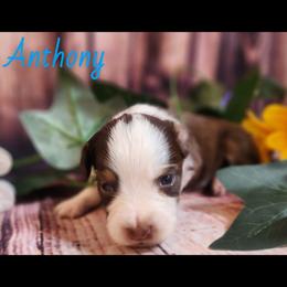 Anthony - Red tri male Miniature Australian Shepherd puppy in Macomb, Missouri from Faunus Farms and Aussies