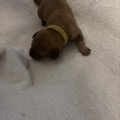 Boy 5 - male Chesapeake Bay Retriever puppy in Las Vegas, Nevada from Birdsview Chesapeake Kennel