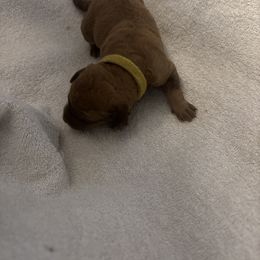 Boy 5 - male Chesapeake Bay Retriever puppy in Las Vegas, Nevada from Birdsview Chesapeake Kennel