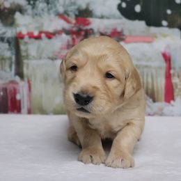 Rooster - Dark golden male Golden Retriever puppy in Great Falls, Montana from VS Golden Fields