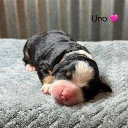 Uno - Tri-color female Bernedoodle puppy in El Campo, Texas from Little Fur Friends Bernedoodles
