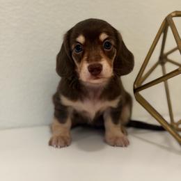 Mini - Chocolate and cream female Dachshund puppy in Fort Gibson, Oklahoma from Cooper’s Dachshunds