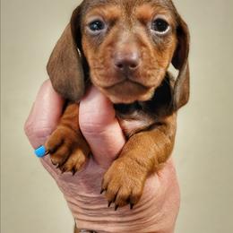 Carmella - Chocolate female Dachshund puppy in Mountain Grove, Missouri from Blueprint K9 Dachshunds- www.BlueprintK9.com
