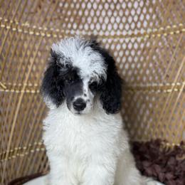 Black Tri Male - Phantom male Poodle puppy in Belgreen, Alabama from Scott’s Farm Poodles and Doodles