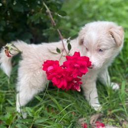 Gray Collar - White and gold male Border Collie puppy in Gadsden, Alabama from Collie Wood Hills