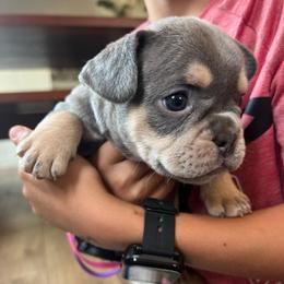 Grumpy - Blue fawn male French Bulldog puppy in Rathdrum, Idaho from Smart Pomskies and Frenchies