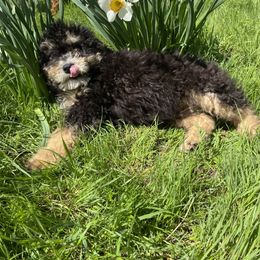 Bernedoodle, Cavapoo, and Goldendoodle Puppies from Doodle Amore