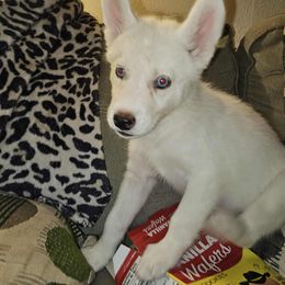 Siberian Husky Puppies from Jackson's Siberians
