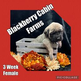 Mastiff Puppies from Blackberry Cabin Farm