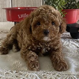 Milo - Red  male Poodle puppy in Lagrange, Indiana from Heavn Sent Acres