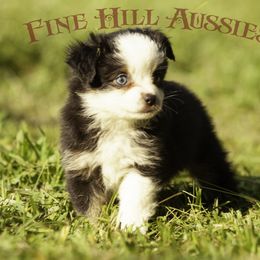 Miniature American Shepherd and Toy Australian Shepherd Puppies from Fine Hill Aussies