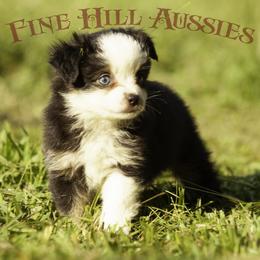 Miniature American Shepherd and Toy Australian Shepherd Puppies from Fine Hill Aussies