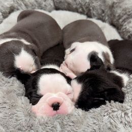 Boston Terrier Puppies from Candi's Boston Terriers