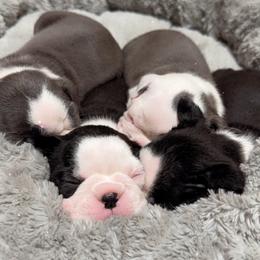 Boston Terrier Puppies from Candi's Boston Terriers