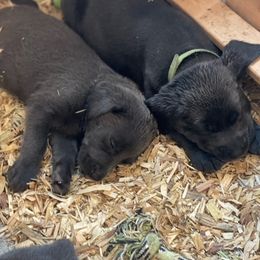 Basset Hound and Labrador Retriever Puppies from Porter Kennels
