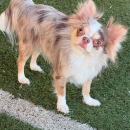 Kami - Chihuahua
