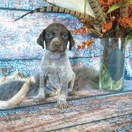 Boy 4 - Liver roan male German Shorthaired Pointer puppy in Laporte, Minnesota from Northern Odyssey Gun Dogs