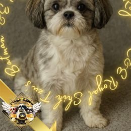 Batman - Shih Tzu