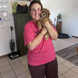 Nutmeg - Brindle female Shihpoo puppy in Mason, Illinois from Rockiń N Kennel