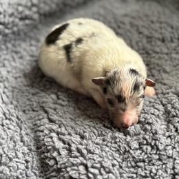 Aspen's Blue Merle Female - Blue merle white and tan female Shetland Sheepdog puppy in Shirley, Arkansas from Lucky Pups