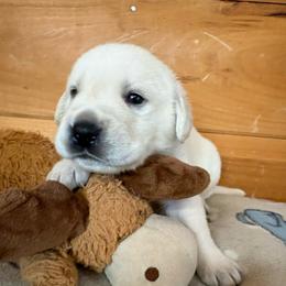 Boy 2 - Yellow male Labrador Retriever puppy in Turner, Maine from Bear Pond Retrievers
