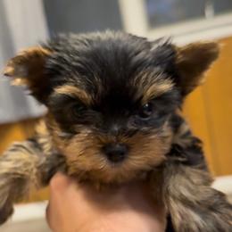 Helen - Blue and gold female Yorkshire Terrier puppy in New Hampton, Iowa from JMAK Dreams