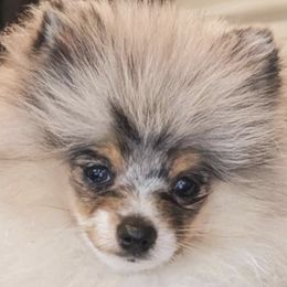 Pomeranians from TD Dream Poms