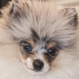 Pomeranians from TD Dream Poms