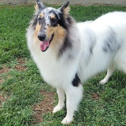 Wynter - Collie