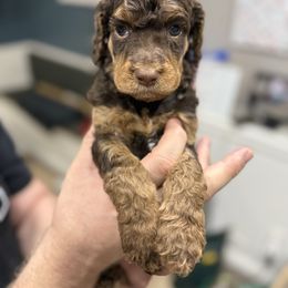 Reeses - Phantom female Poodle puppy in Murrieta, California from Apricot Poodles & Goldendoodles, LLC