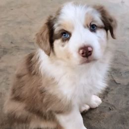 Oogie - Red merle male Australian Shepherd puppy in Neola, Utah from Wall To Wall Aussies